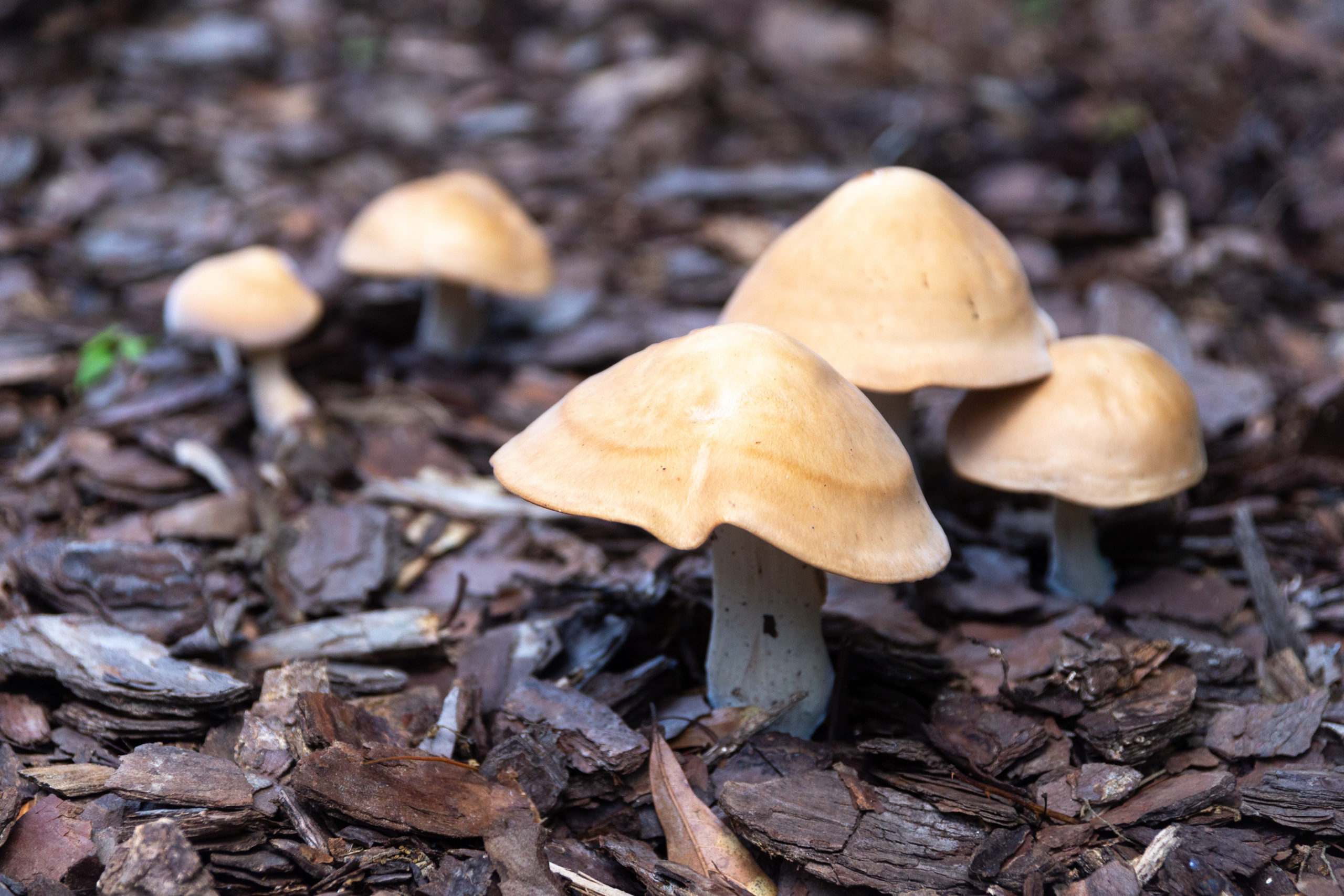 Pilze im Rindenmulch Bilder: Entdeck die Faszination der Natur im Kleinen!