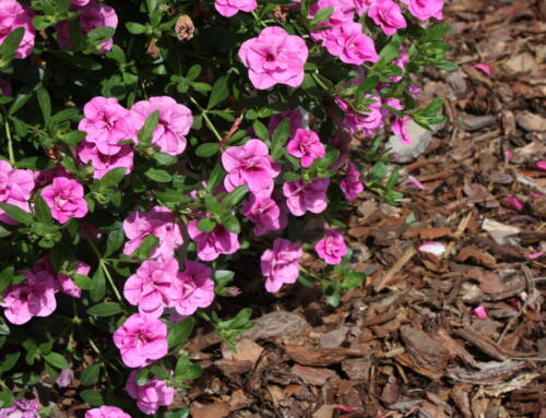 Bark mulch in perennial plantings